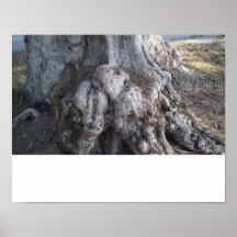 Affiche de racine d'arbre