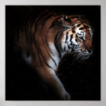 Affiche de recherche de tigres