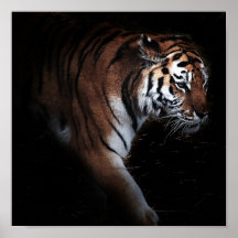 Affiche de recherche de tigres