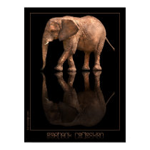Affiche de réflexion d'éléphant posters