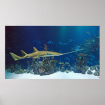 affiche de requin de charpentier de rayon de sawfi
