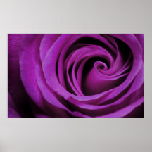 Affiche de rose de pourpre
