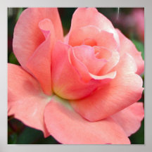 Affiche de rose de rose