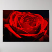 Affiche de rose rouge