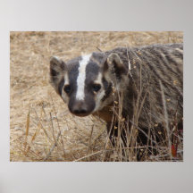 Affiche de Staredown de blaireau