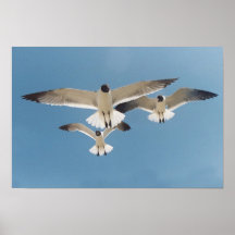 Affiche de trois mouettes