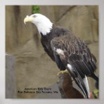 Affiche d'Eagle chauve