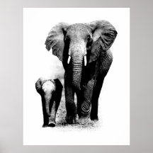 Affiche d'éléphant de BW et d'éléphant de bébé