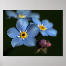 Affiche des myosotis des marais 3