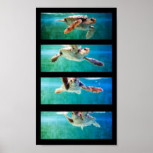 Affiche d'étude de tortue de mer d'imbécile