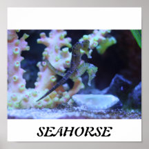 Affiche d'hippocampe