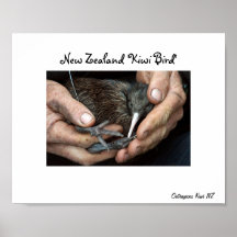 Affiche disponible d'oiseau de kiwi