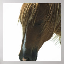 Affiche douce de cheval de mustang