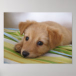Affiche douce de chiot