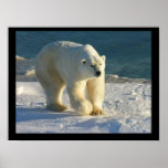Affiche d'ours blanc
