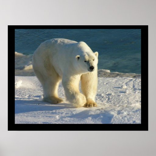 Affiche d'ours blanc