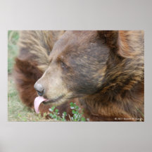 Affiche d'ours