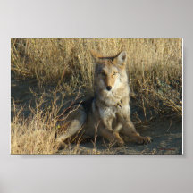 Affiche du coyote R0015
