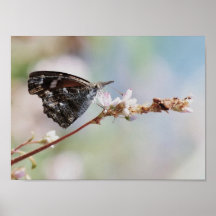 Affiche du papillon II