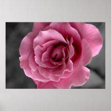 Affiche du rose II de rose