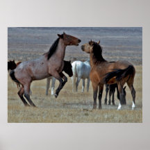 Affiche espiègle de mustangs