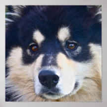 Affiche finlandaise douce de Lapphund