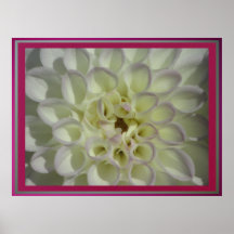 Affiche - fleur blanche de Dalia