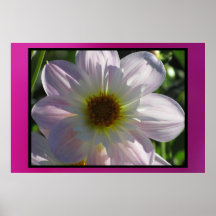 Affiche - fleur de Dalia