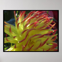 Affiche - fleur jaune de Dalia