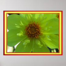 Affiche - fleur jaune de Dalia