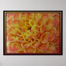 Affiche - fleur orange de Dalia