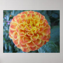 Affiche - fleur orange de Dalia