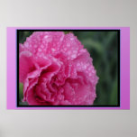 Affiche - fleur rose avec la rosée de matin