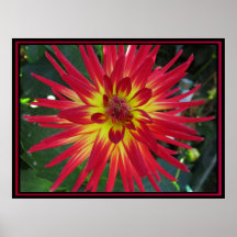 Affiche - fleur rouge de Dalia