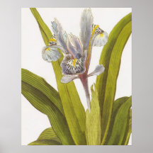 Affiche florale botanique vintage ; Iris