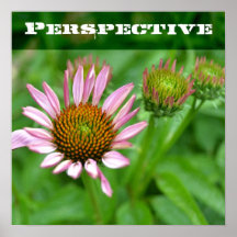 Affiche florale d'echinacée de perspective