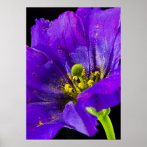 Affiche florale lumineuse et belle posters