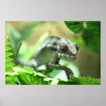 Affiche folle de caméléon