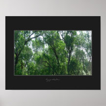Affiche - forêt pour des arbres