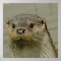 Affiche géante de loutre de rivière
