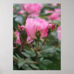 Affiche Knockout rose de beauté