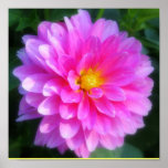 Affiche magenta de fleur