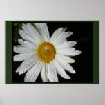 Affiche - marguerite blanche