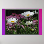 Affiche - marguerites blanches