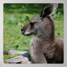 Affiche mignonne de kangourou