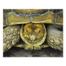 Affiche mignonne de tortue bonjour tirages photo