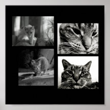 Affiche-Noir et Blanc-Chats et chatons