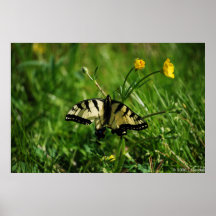 Affiche orientale de renoncules de machaon
