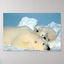 Affiche/ours blanc et CUB