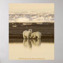Affiche/ours blancs